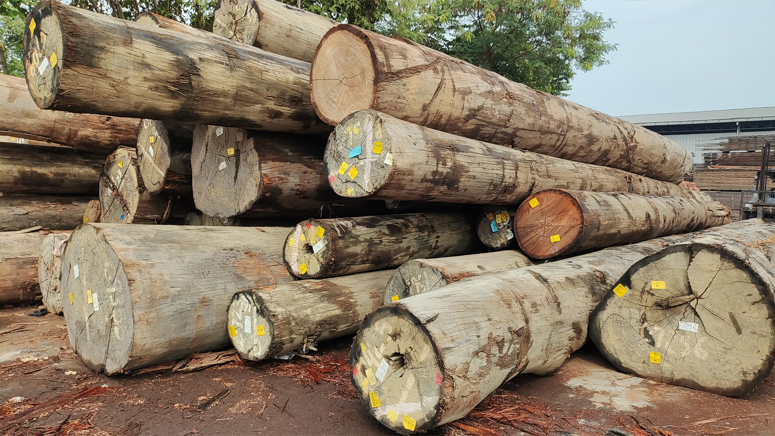 Log Red Balau